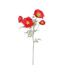 Vlčí mak 4 kvety, v. 52 cm, červená
